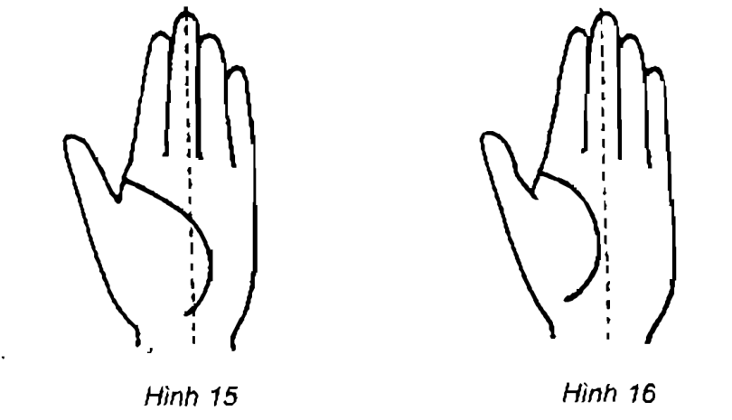 Minh họa các dạng đường để so sánh hình dạng và vị trí.